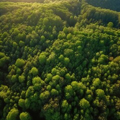 Naklejka na ściany i meble green forest with the earth Demonstrate the concept of preserving the top ecosystem and natural environment and Save Earth. generative ai