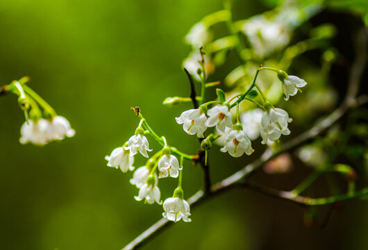 sparkleberry, huckleberry or farkleberry Tree - Vaccinium arboreum - bloom or blossom.  Close up view of cluster or group of small white belle shaped flowers Florida native plant