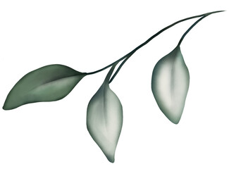 Watercolor drawing - Green individual Leaf - Plant - Single flower - Watercolor Clipart - Transparent background