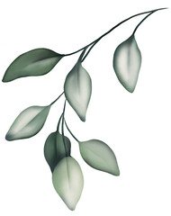 Watercolor drawing - Green individual Leaf - Plant - Single flower - Watercolor Clipart - Transparent background