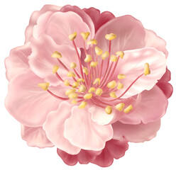 Watercolor drawing - Pink single Flower - Plant - Watercolor Clipart - Transparent background