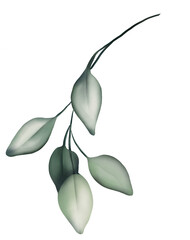 Watercolor drawing - Green individual Leaf - Plant - Single flower - Watercolor Clipart - Transparent background