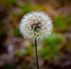 Common dandelion - Taraxacum officinale - close up of white fuzzy fluffy seed head in North Florida...