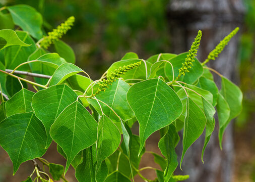 Chinese tallow tree - Triadica sebifera - blooms, blossom, flowers in summer showing green heart shaped leaves that contain an oil use to treat boils and to make candles, paint, soap and varnish