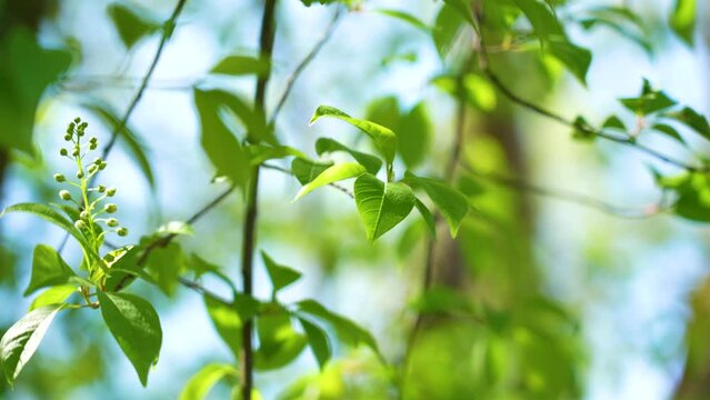 Closeup view 4k slow motion video footage of fresh young green leaves and buds of flowers growing on branches of trees. Plants isolated on clear sunny blue sky. Spring time season. Seasonal landscape