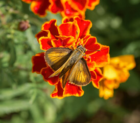 Male Whirlabout grass Skipper - Polites vibex - dorsal view showing brown and yellow color contrast...