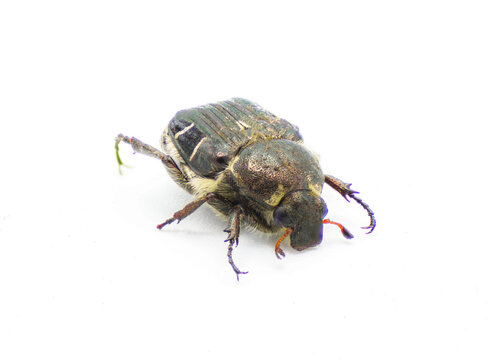 bumblebee like mimic Flower Scarab Beetle - Trichiotinus piger - aka hairy flower chafer isolated on white background front top side profile view