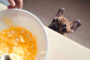 Making cookies at home, bowl with butter and eggs top view, dog looking under the table