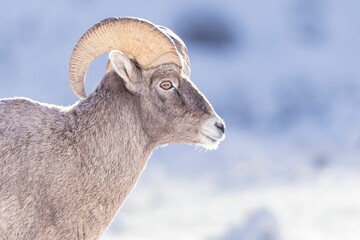 Closeup of a bighorn sheep in a snowy field on a sunny day
