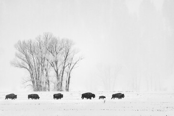 Grayscale shot of a herd of bison grazing in a picturesque winter landscape