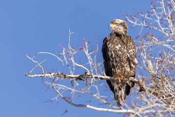 Eagle is perched on a branch under the sunlight and a blue sky