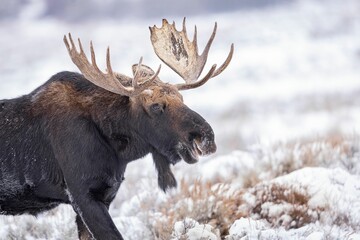 Closeup of a moose in a field covered in the snow on a sunny day with a blurry background