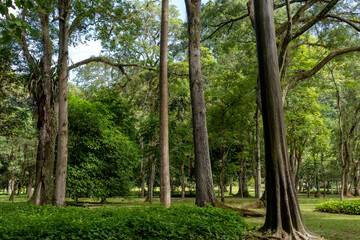 Trunk of trees in the botanical garden