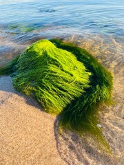 Rugged boulder blanketed with a lush layer of emerald-hued algae, situated on the shoreline
