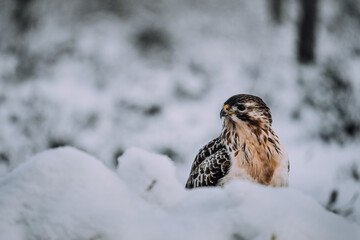 Rough-Legged Buzzard (Buteo lagopus) Searching For Food In Snowy Bog In Winter