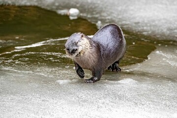 a close up of an otter walking on a frozen surface
