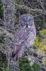 an owl perched on top of a pine tree branch,