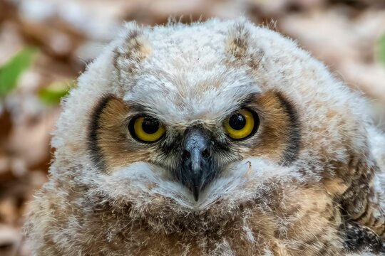 a very cute looking owl with very big eyes and yellow - eyed
