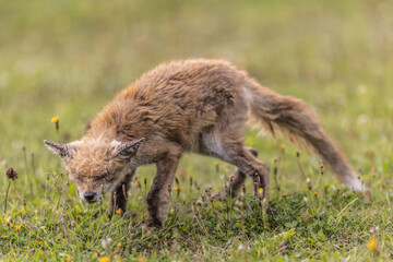 An old and sick fox wanders the countryside looking for food.