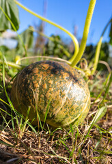 A large pumpkin grows on the soil of the garden