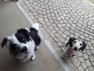 Hunde vor der Pizzeria