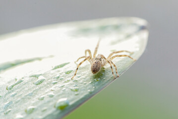 closeup of a spider that crawls on a green leaf. Spider close-up.