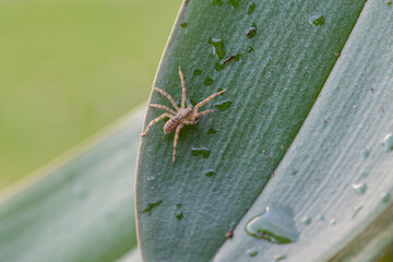 closeup of a spider that crawls on a green leaf. Spider close-up.