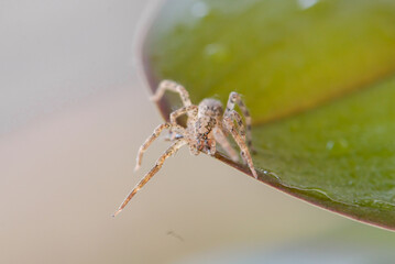 closeup of a spider that crawls on a green leaf. Spider close-up.