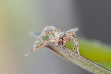 closeup of a spider that crawls on a green leaf. Spider close-up.