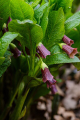 Scopolia carniolica, the European scopolia or henbane bell, is a poisonous plant belonging to the family Solanaceae