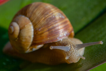 A beautiful snail sits on a wet leaf after rain