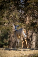 Vertical shot of white-tailed deer in a park under the sunlight