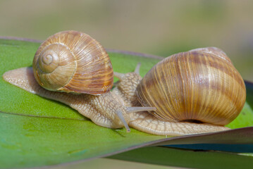 A beautiful snail sits on a wet leaf after rain