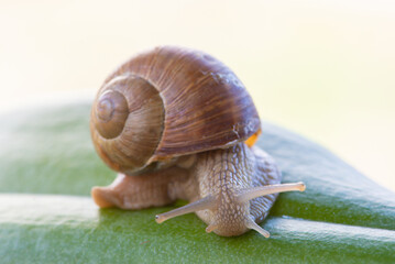 A beautiful snail sits on a wet leaf after rain