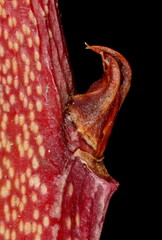 High-Bush Blueberry (Vaccinium corymbosum). Lateral Bud Closeup