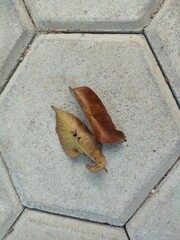 leaf on the pavin block