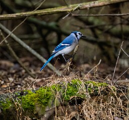 Closeup of a cute blue jay perched on a tree branch in a forest