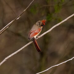 Closeup of a Northern Cardinal perched on a tree branch in a forest