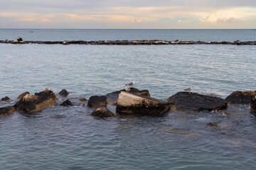 Seagulls standing on rocks with calm sea and sunrise sky on background