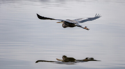 Great Blue Heron Flying over a Lake