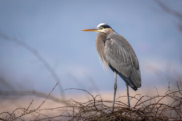 Great Blue Heron Sitting on a Tree