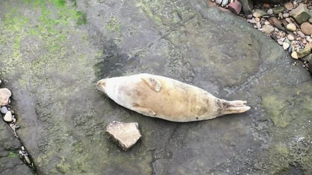 Buonanotte dalla foca