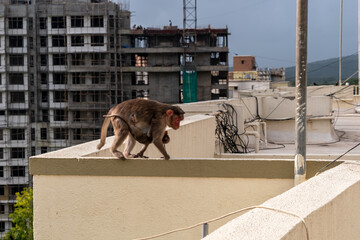 A monkey carrying an infant on the rooftop terrace of a high rise skyscraper in the suburb of...