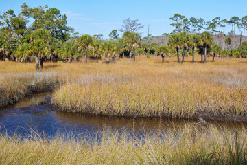 A tidal creek winds through scenic marsh near the Florida National Scenic Trail, located in St Marks National Wildlife Refuge, Florida