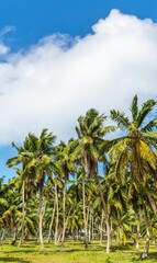 Fototapeta na wymiar A vertical shot of palm trees under a blue sky
