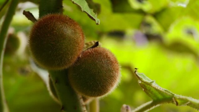 video of the kiwi plant with fruits. Concept of plants and fruits, healthy food and nature.