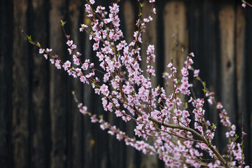 Gałęzie różowych kwiatów na tle starego drewna