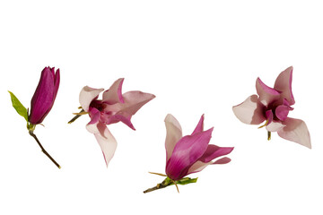 Spring concept purple magnolia on isolated PNG background. Blooming flowers on a sunny day.