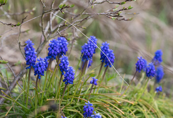 Niebieskie kwiaty lawendy na surowym skalnym trawniku