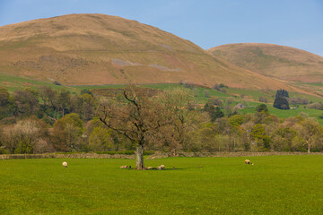 View of the hills in North UK. Sheep in the pasture. Cumbria.